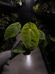 Anthurium papillilaminum ('Long' x 'Long Bullet') x self
