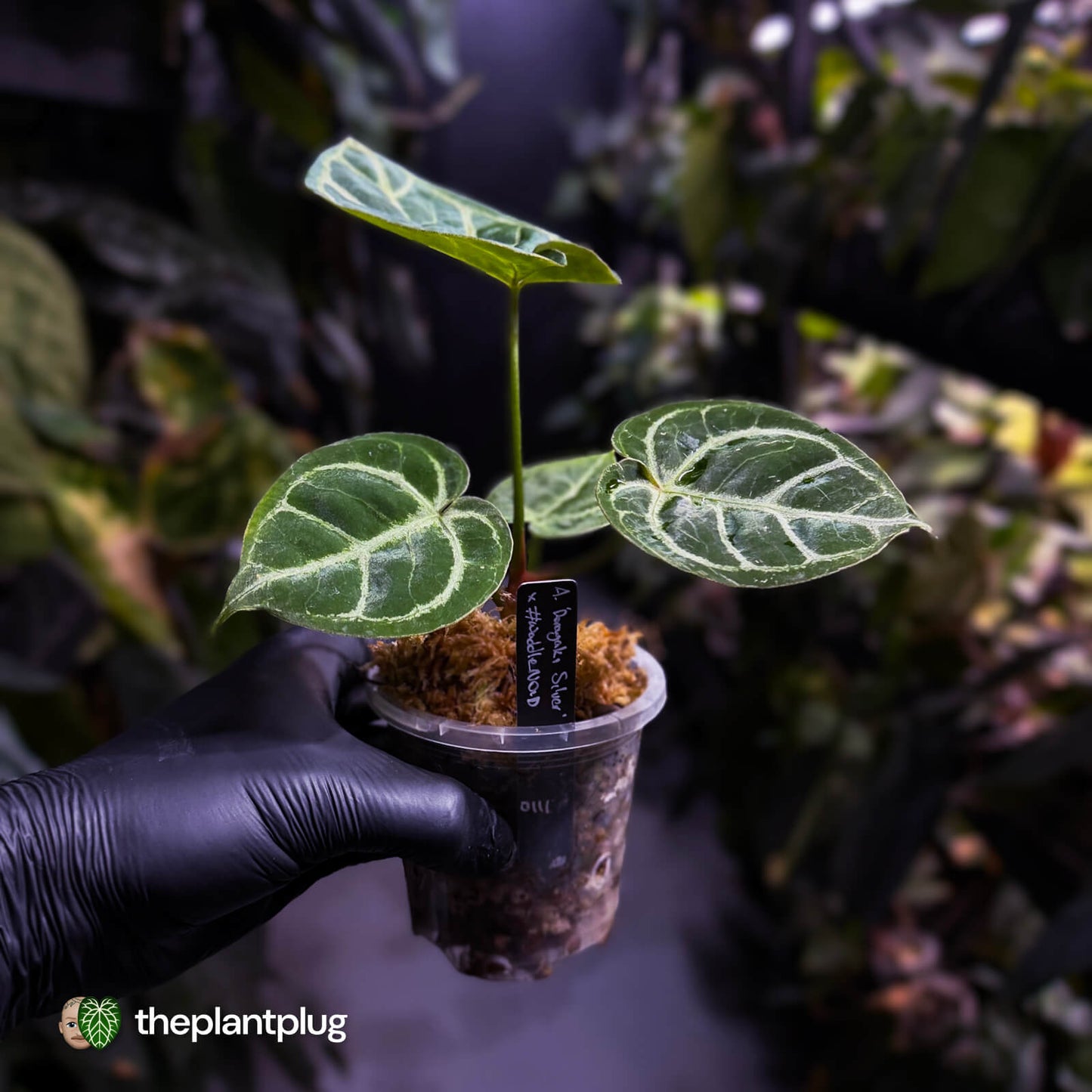 Anthurium 'Dorayaki Silver' x #WaddleNoid ✨