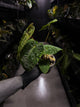 Anthurium papillilaminum ('Long' x 'Long Bullet') x self