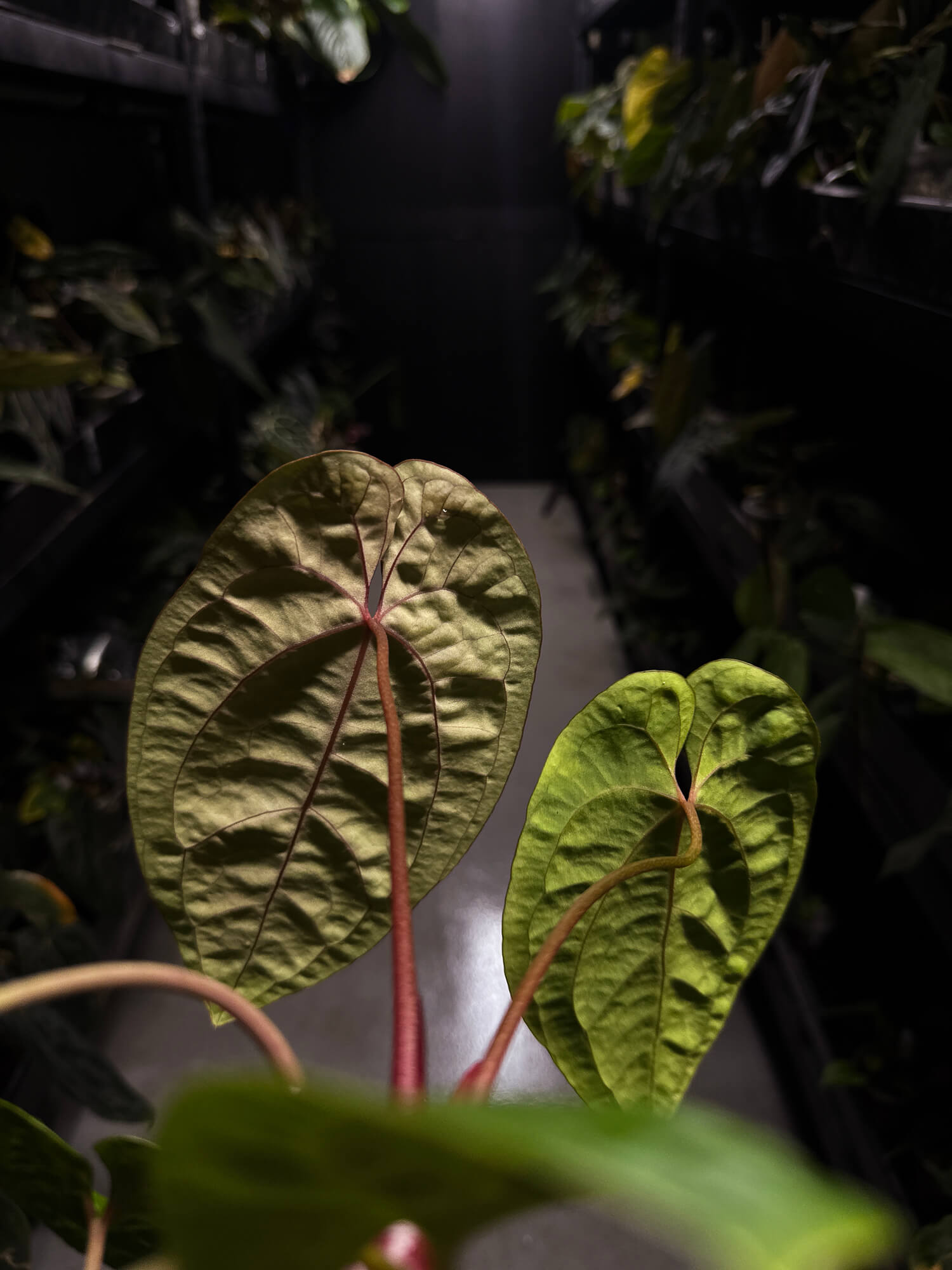 Anthurium papillilaminum ('Long' x 'Long Bullet') x self
