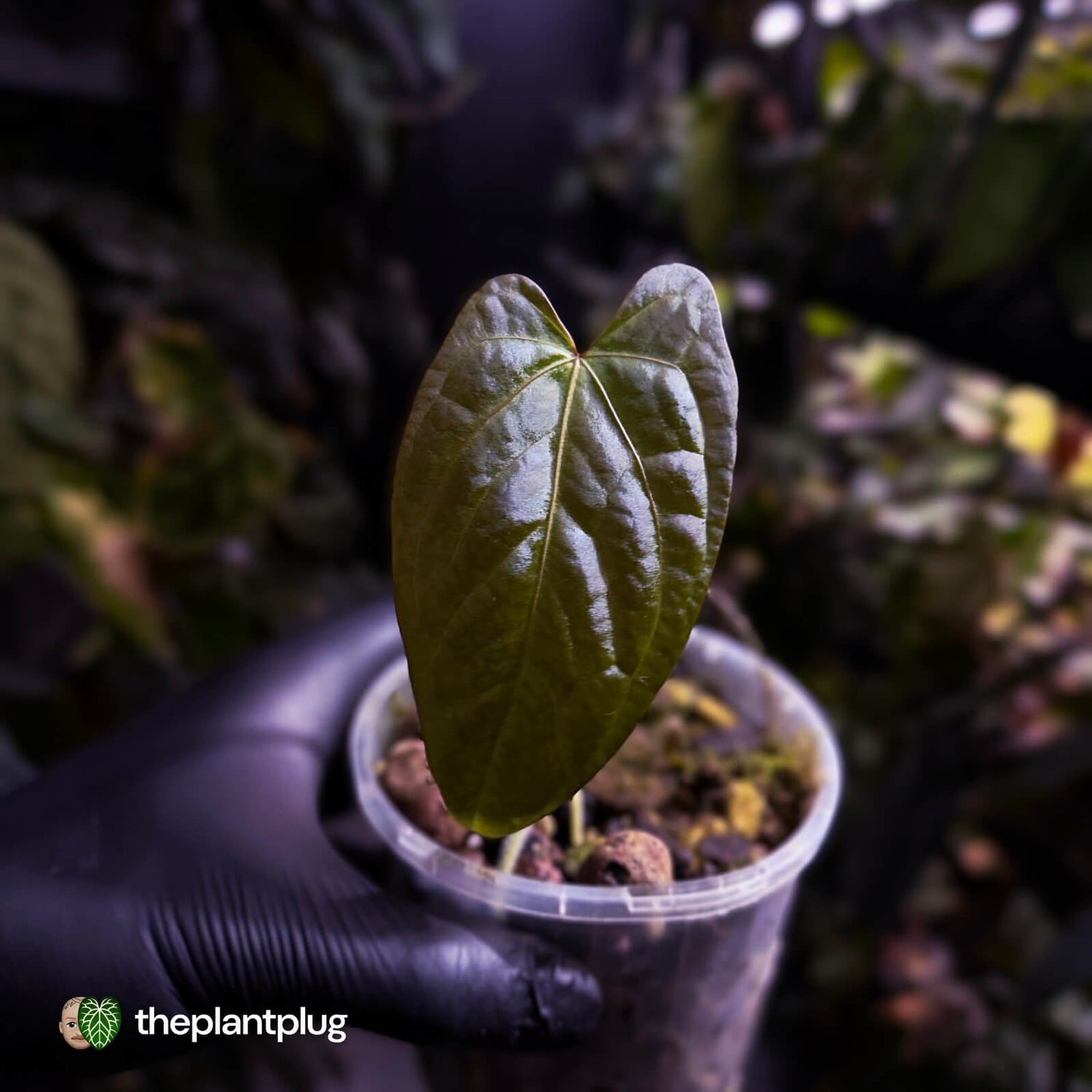 Anthurium sp. 'Guatemala' x papillilaminum