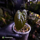 Anthurium sp. 'Guatemala' x papillilaminum