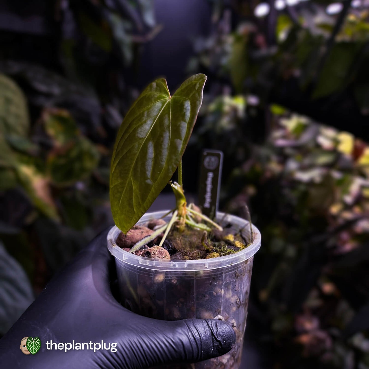 Anthurium sp. 'Guatemala' x papillilaminum