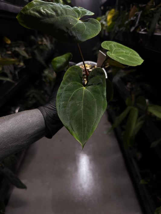 Anthurium papillilaminum 'RA6' x 'RVDP'