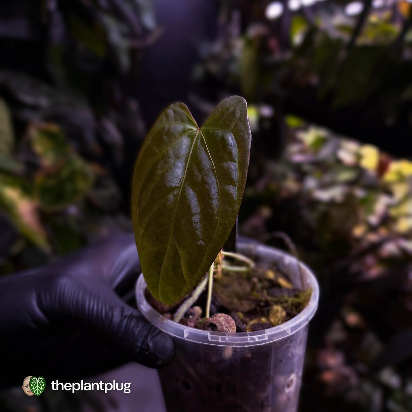 Anthurium sp. 'Guatemala' x papillilaminum