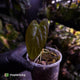 Anthurium sp. 'Guatemala' x papillilaminum