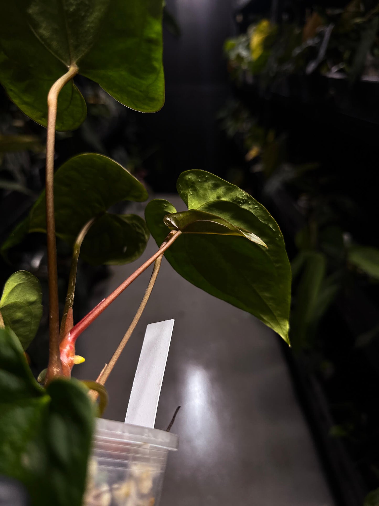 Anthurium papillilaminum 'RA6' x 'RVDP'