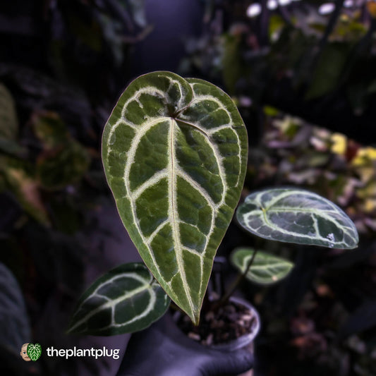 Anthurium 'Michelle' x ('SKG Silver' x 'Red Crystal') 🌟