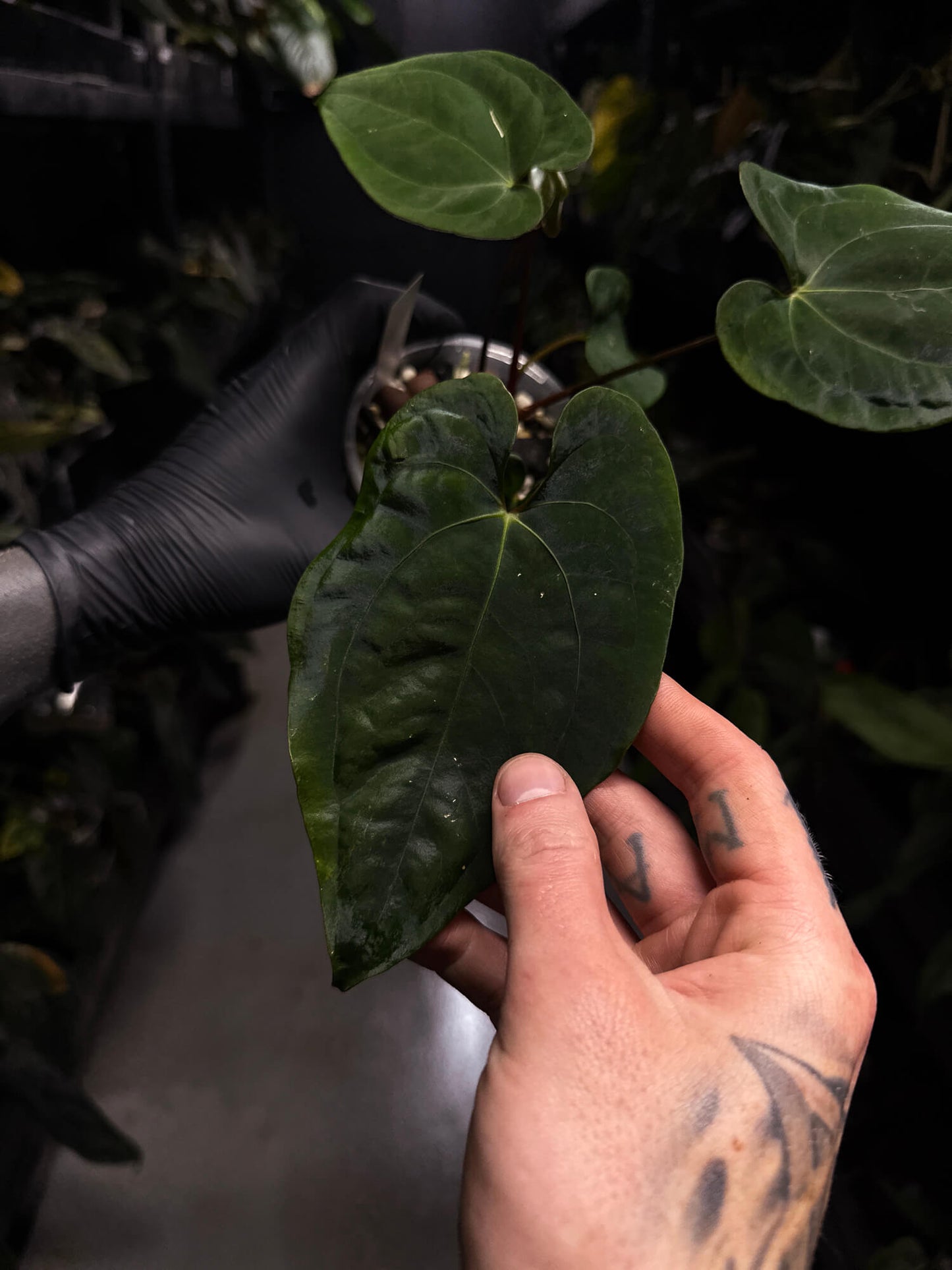Anthurium papillilaminum 'RA6' x 'RVDP'