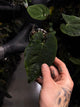 Anthurium papillilaminum 'RA6' x 'RVDP'