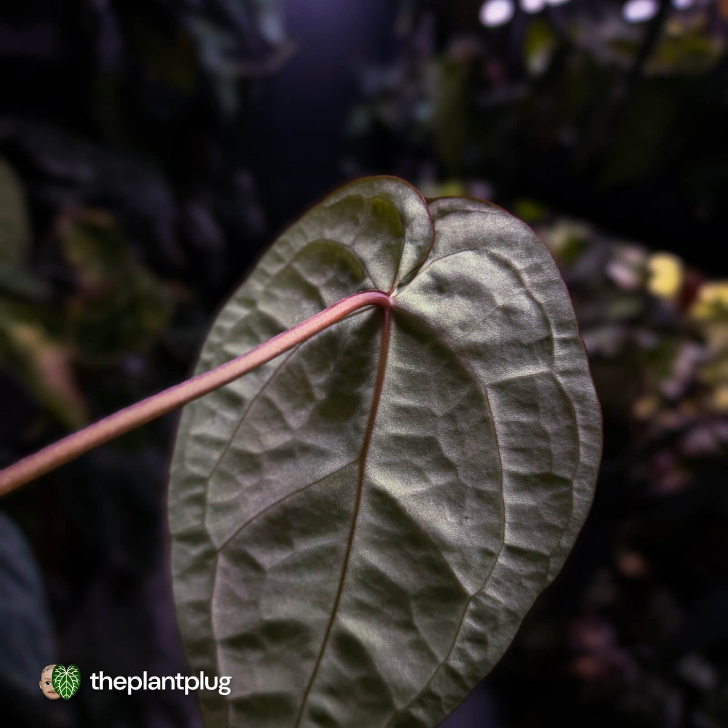 Anthurium 'Michelle' x ('SKG Silver' x 'Red Crystal') 🌟