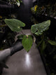 Anthurium papillilaminum 'RA6' x 'RVDP'