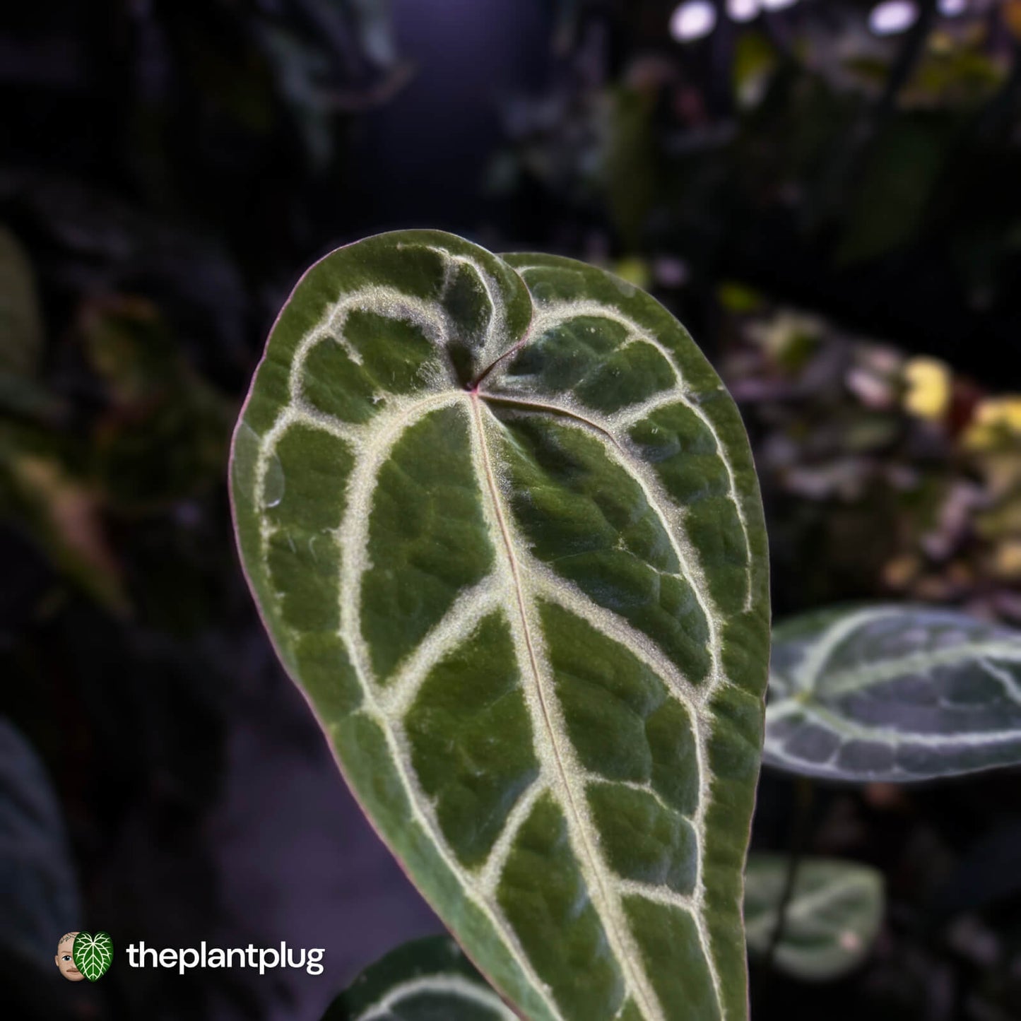 Anthurium 'Michelle' x ('SKG Silver' x 'Red Crystal') 🌟