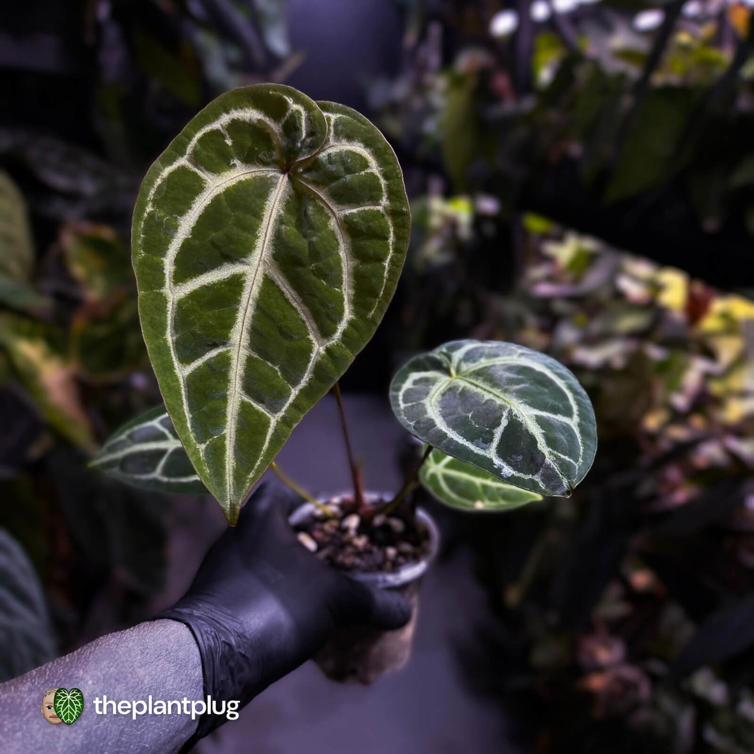 Anthurium 'Michelle' x ('SKG Silver' x 'Red Crystal') 🌟