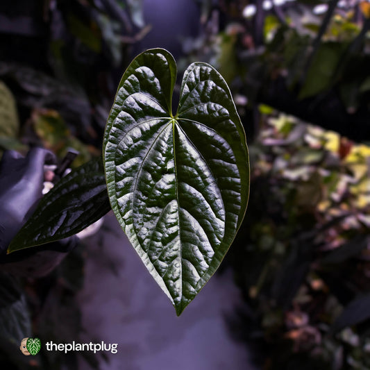 Anthurium [(pap x dress) x luxurians] #Magma