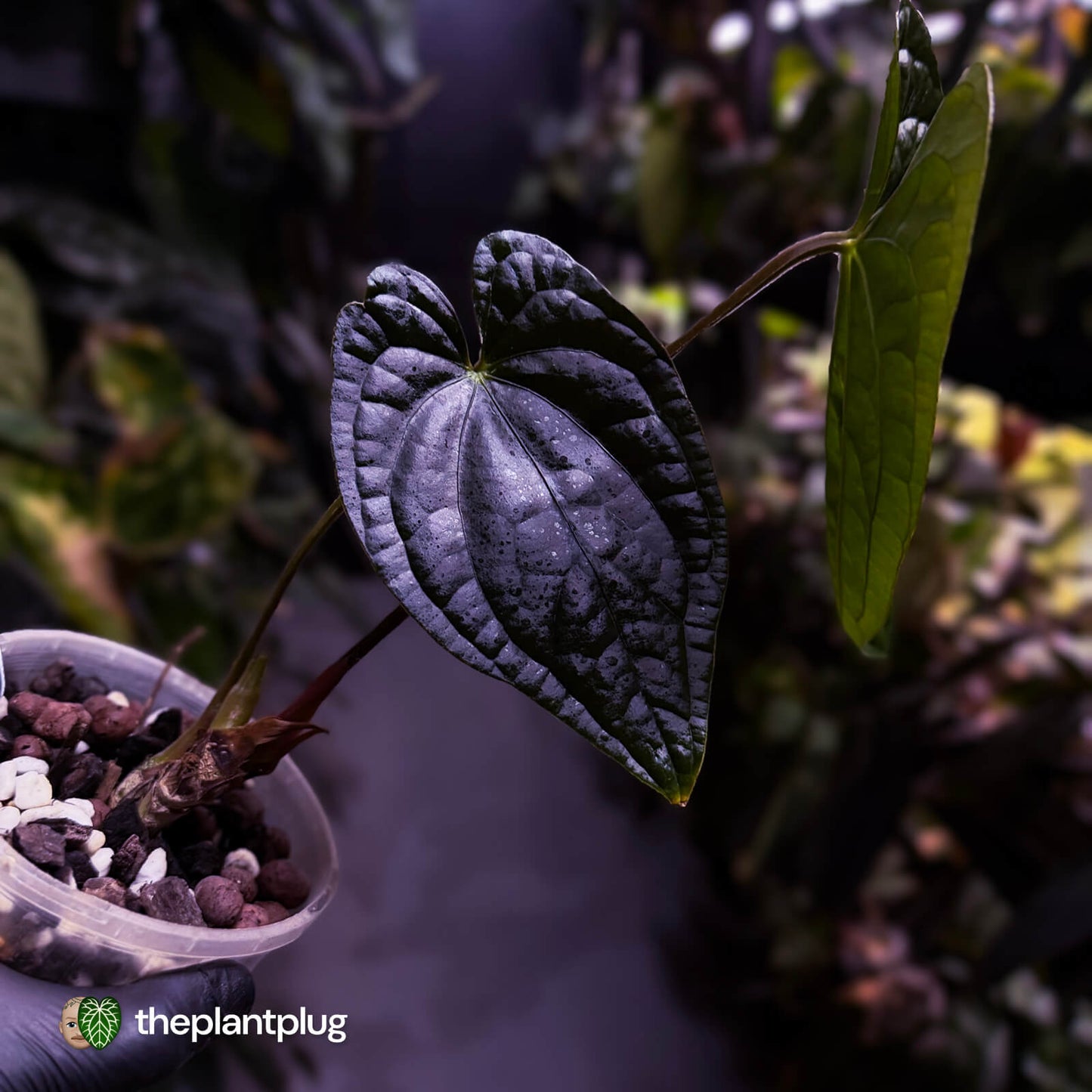 Anthurium [(pap x dress) x luxurians] #Magma