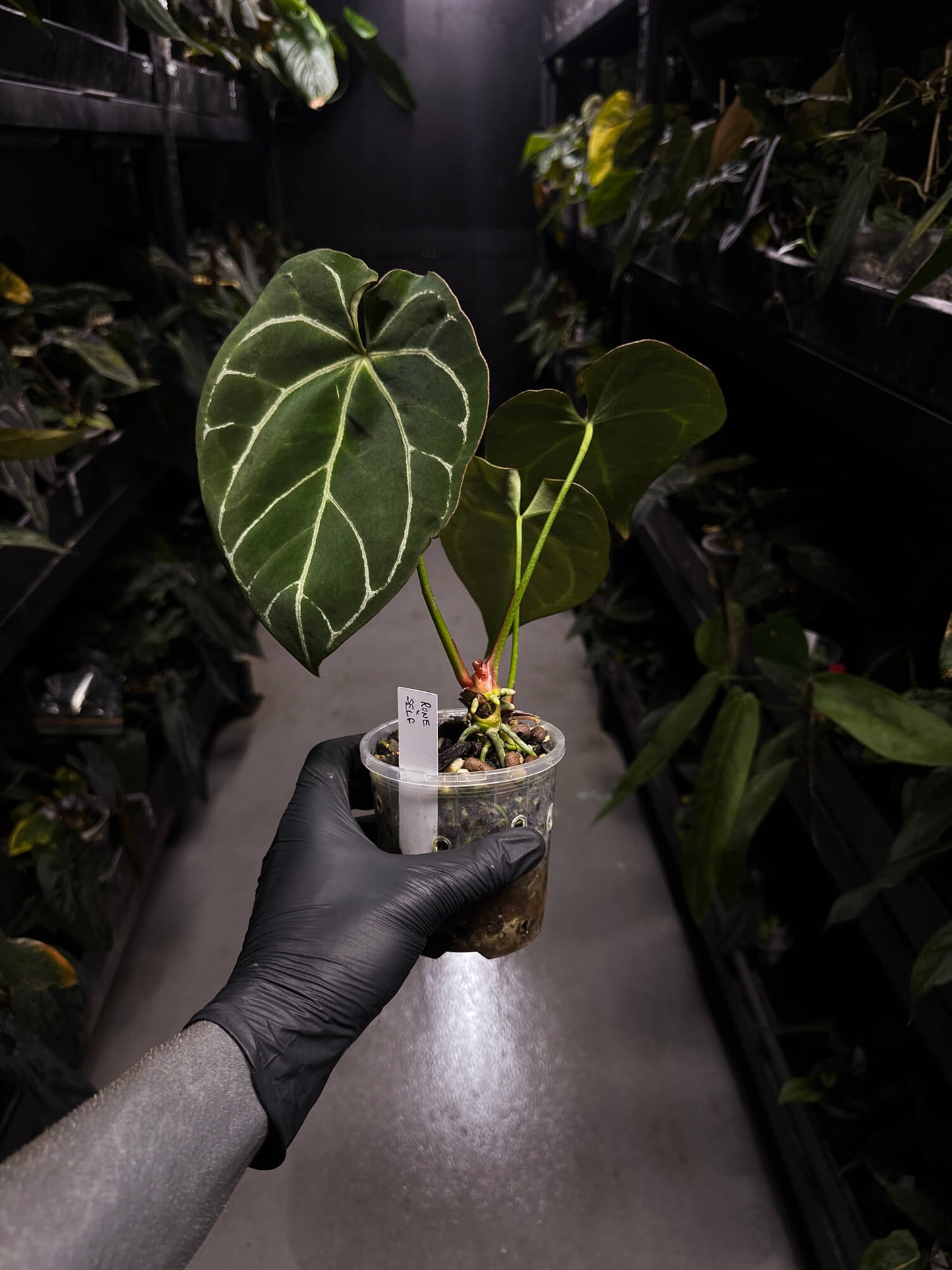 Anthurium 'Rune' x self • established clone