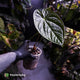 Anthurium [(pap x dress) x luxurians] #Magma