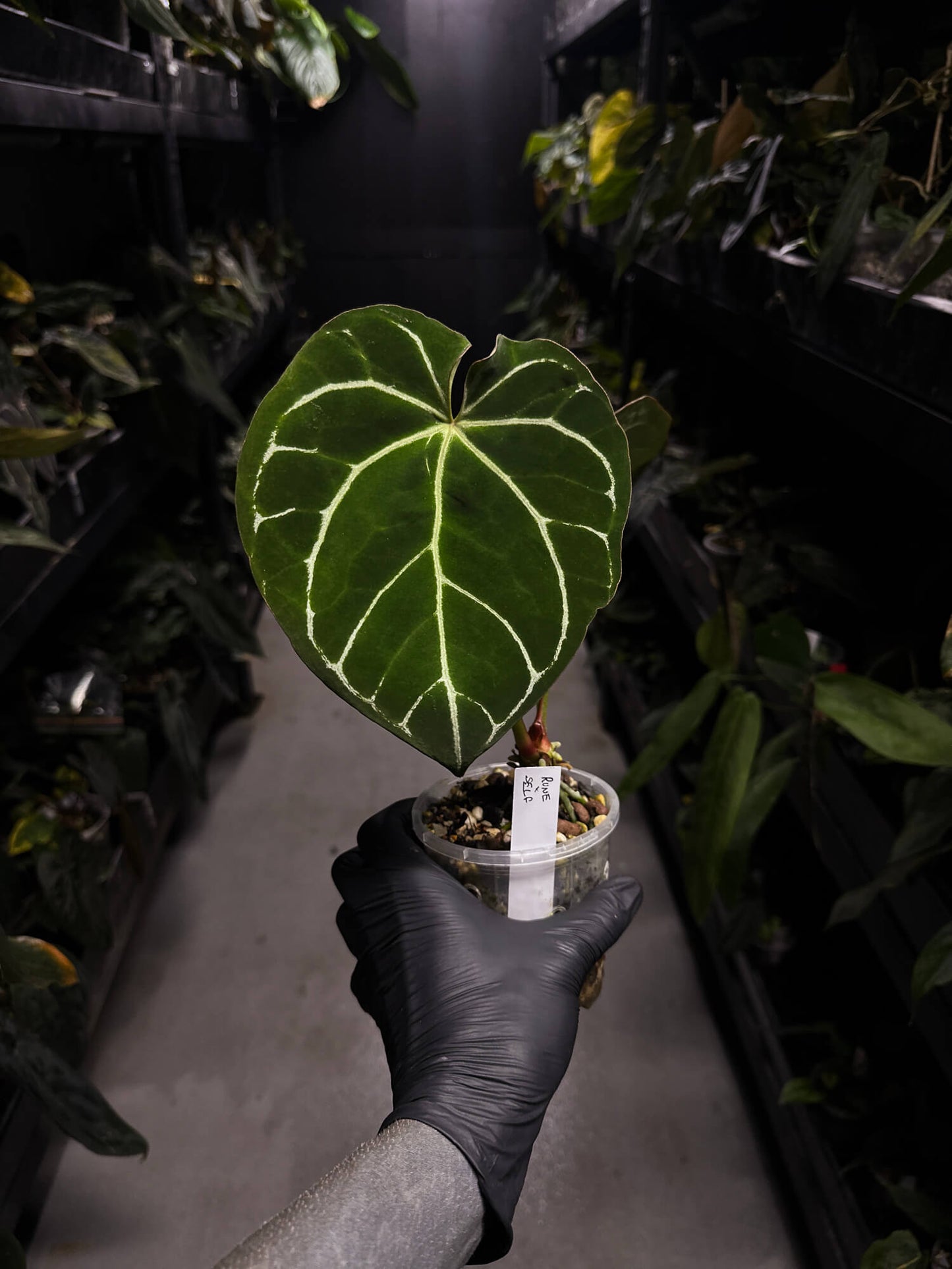 Anthurium 'Rune' x self • established clone