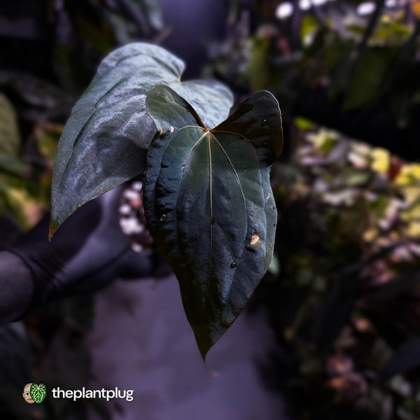 Anthurium RVDP×パピリラミナム FS Anthurium 'RVDP' x papillilaminum 'FS' – The Plant Plug