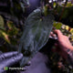 Anthurium 'RVDP' x papillilaminum 'FS'