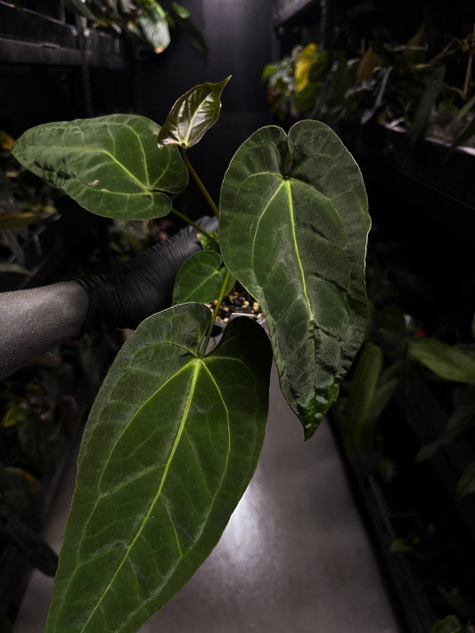 Anthurium (pap x dress ex. JS s1) x (regale x 'Silver Krome')