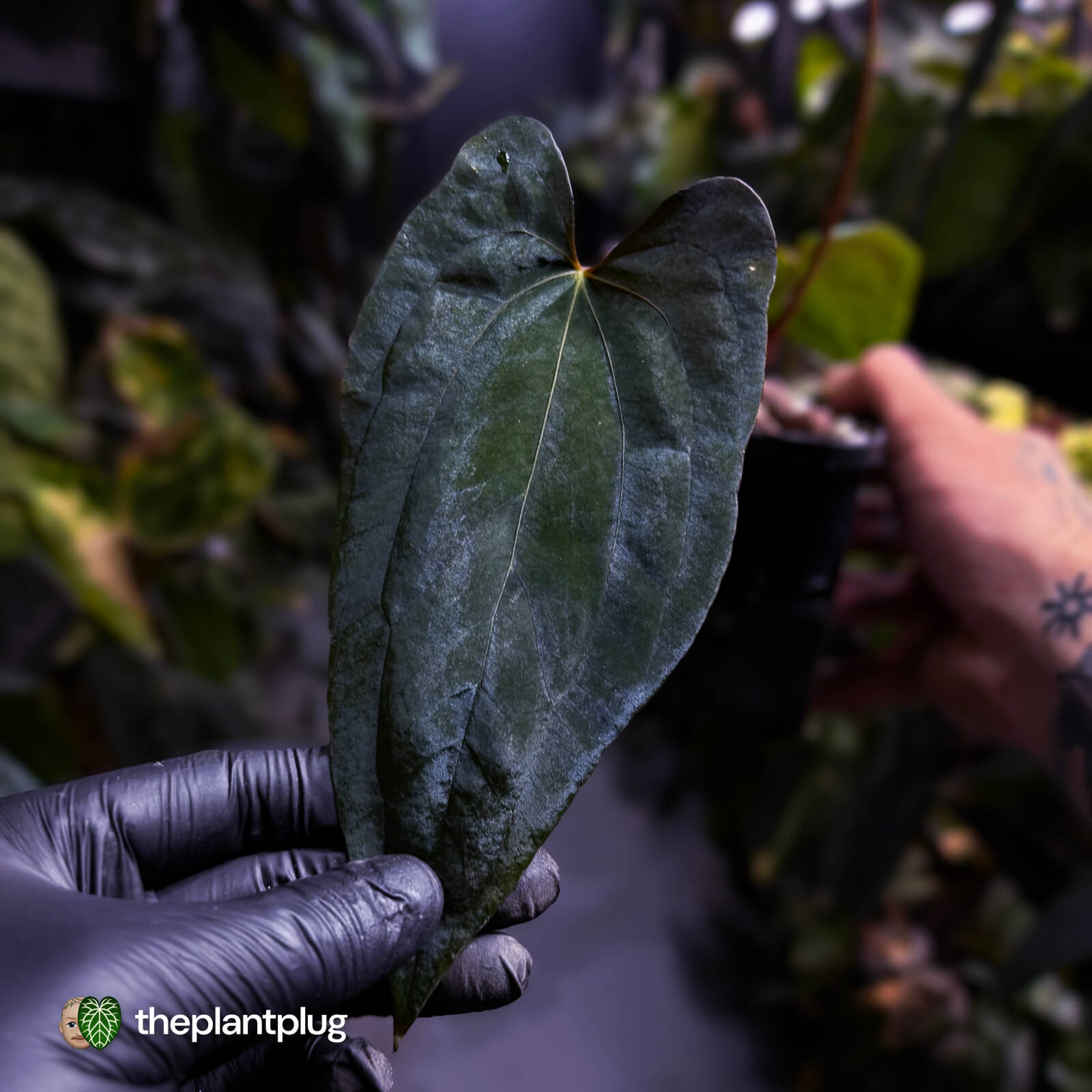 Anthurium 'RVDP' x papillilaminum 'FS' – The Plant Plug