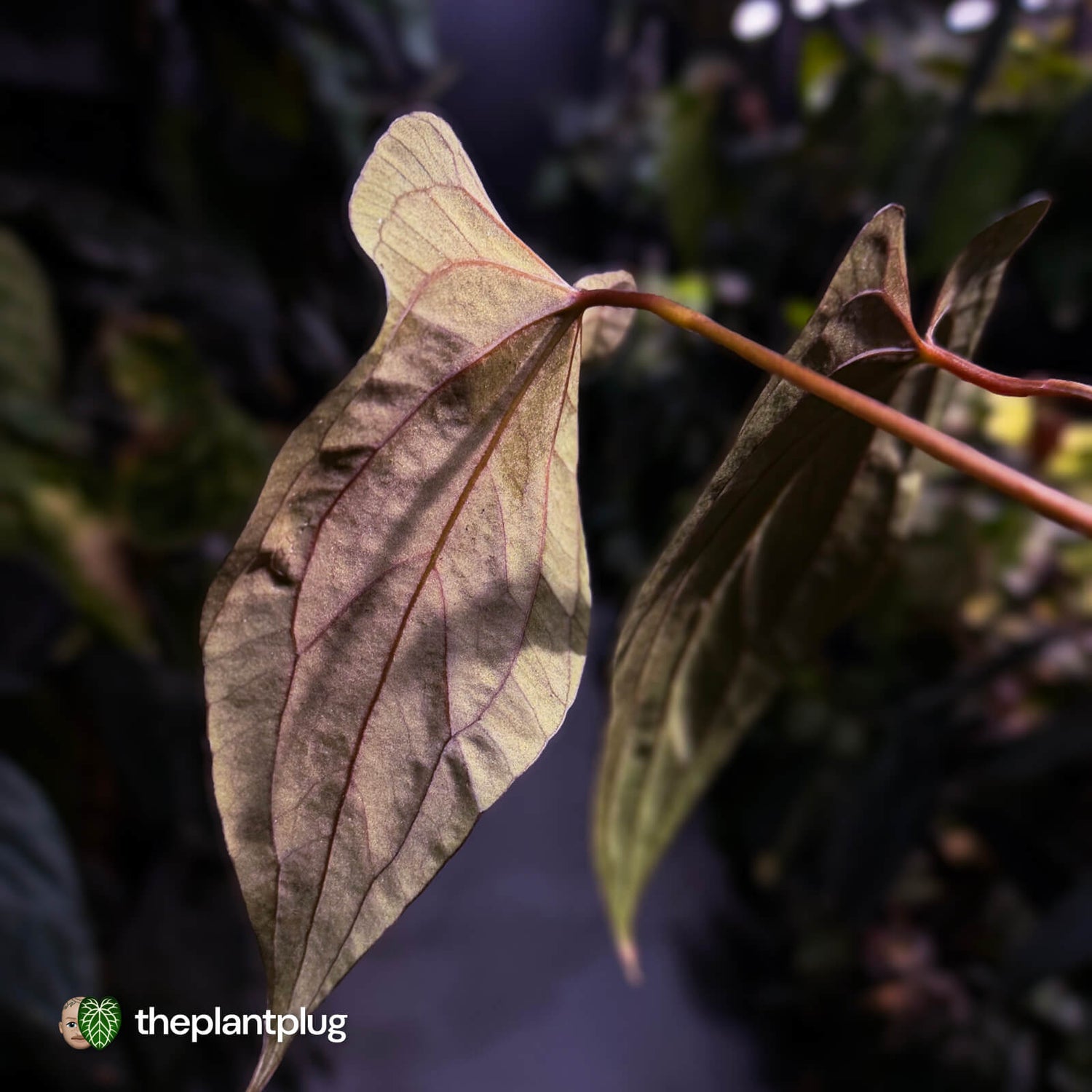 Anthurium 'RVDP' x papillilaminum 'FS'