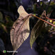 Anthurium 'RVDP' x papillilaminum 'FS'