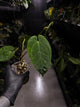 Anthurium 'Dropbear' x