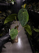 Anthurium 'Dropbear' x