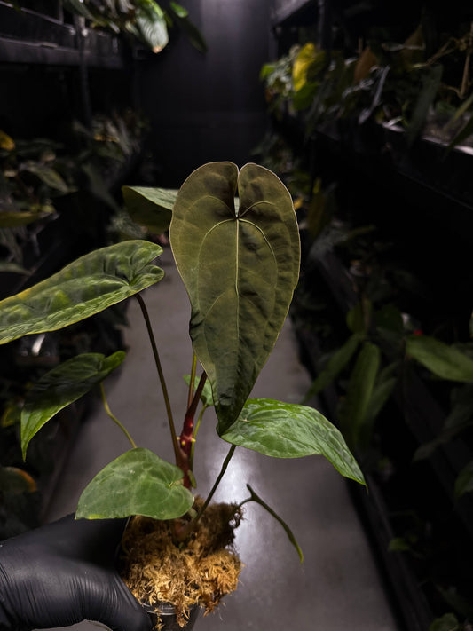 Anthurium #Moloch