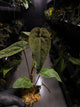 Anthurium #Moloch