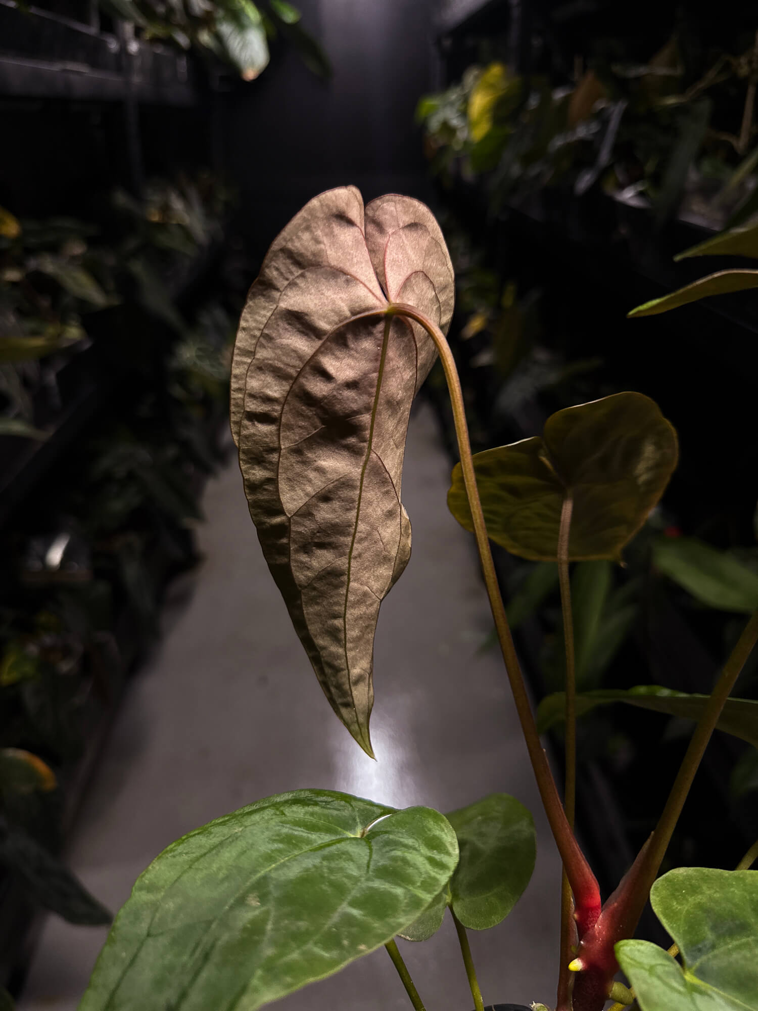 Anthurium #Moloch