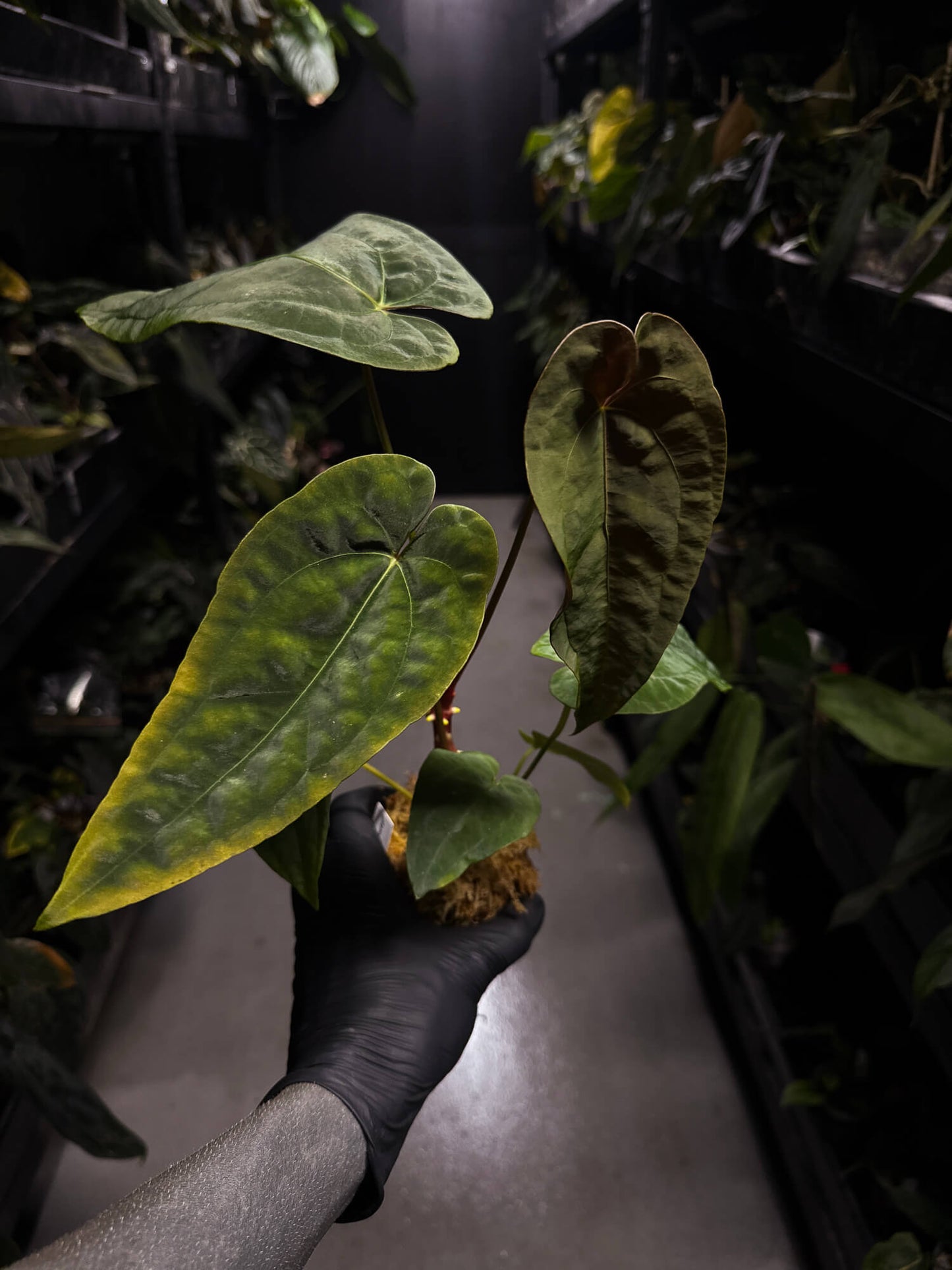 Anthurium #Moloch