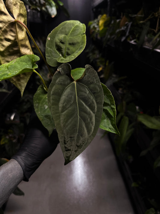 Anthurium #Moloch