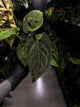 Anthurium #Moloch