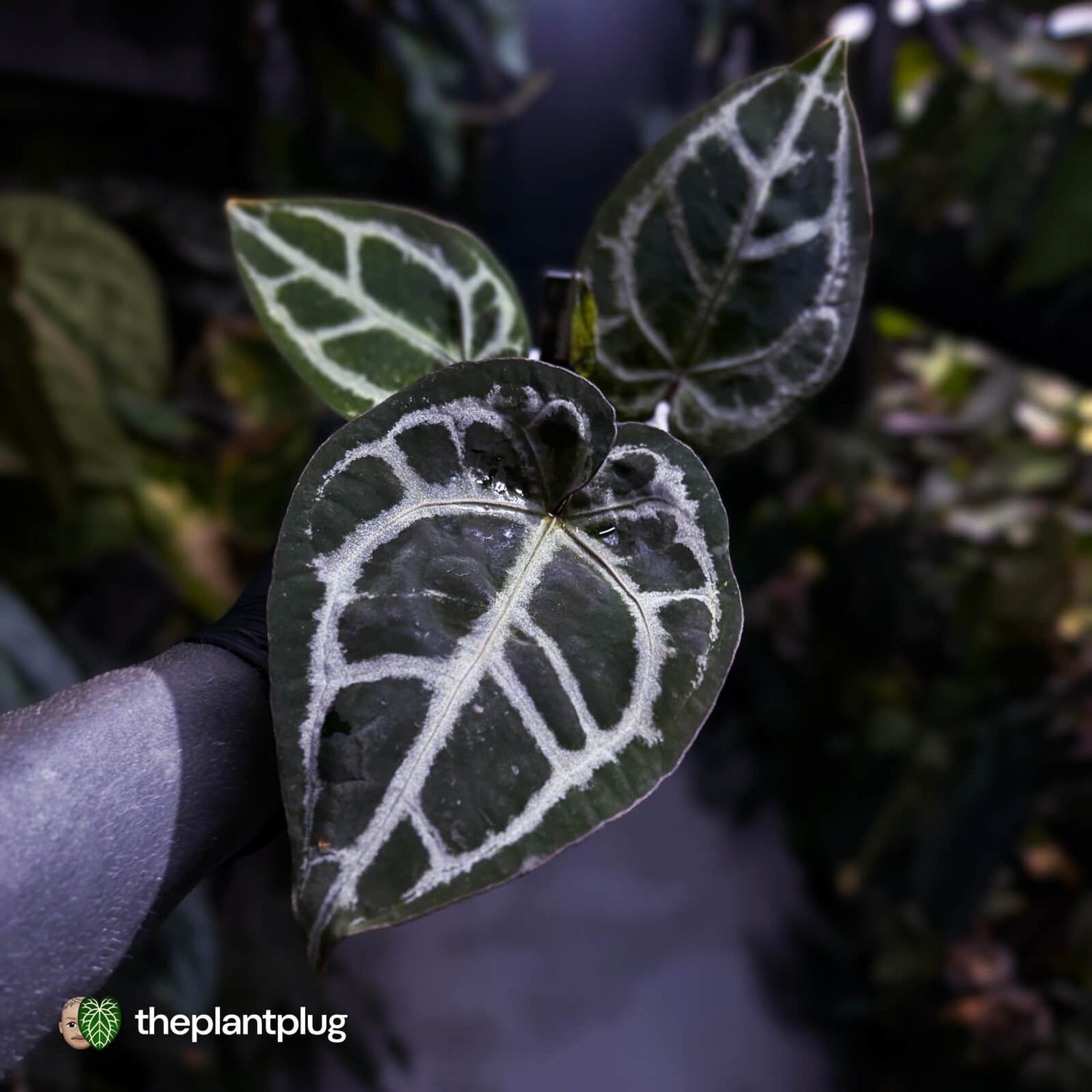 Anthurium 'SKG Purple' x ('Pink Lemonade' x 'Red Crystal') 💜