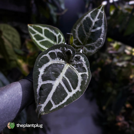 Anthurium 'SKG Purple' x ('Pink Lemonade' x 'Red Crystal') 💜