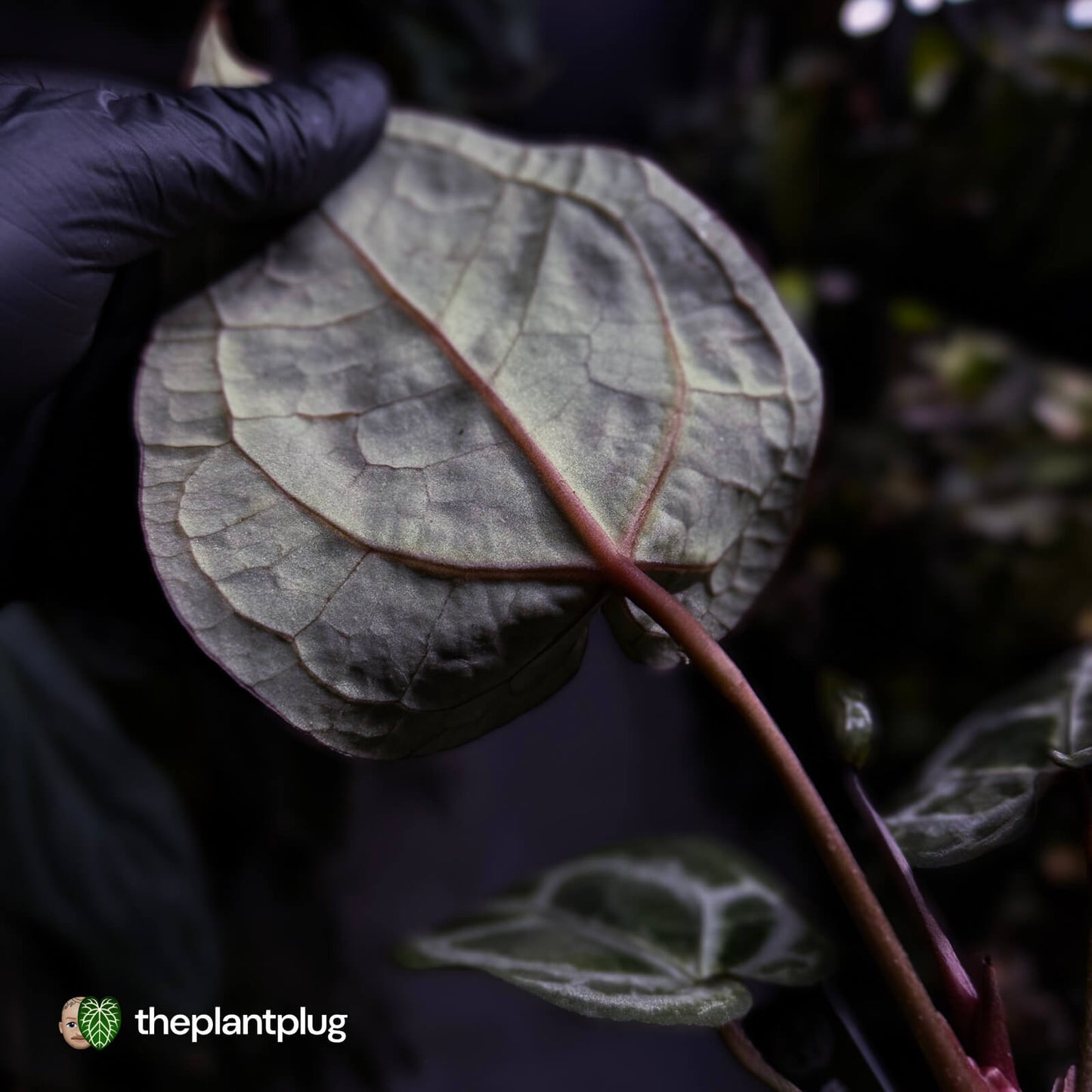 Anthurium 'SKG Purple' x ('Pink Lemonade' x 'Red Crystal') 💜