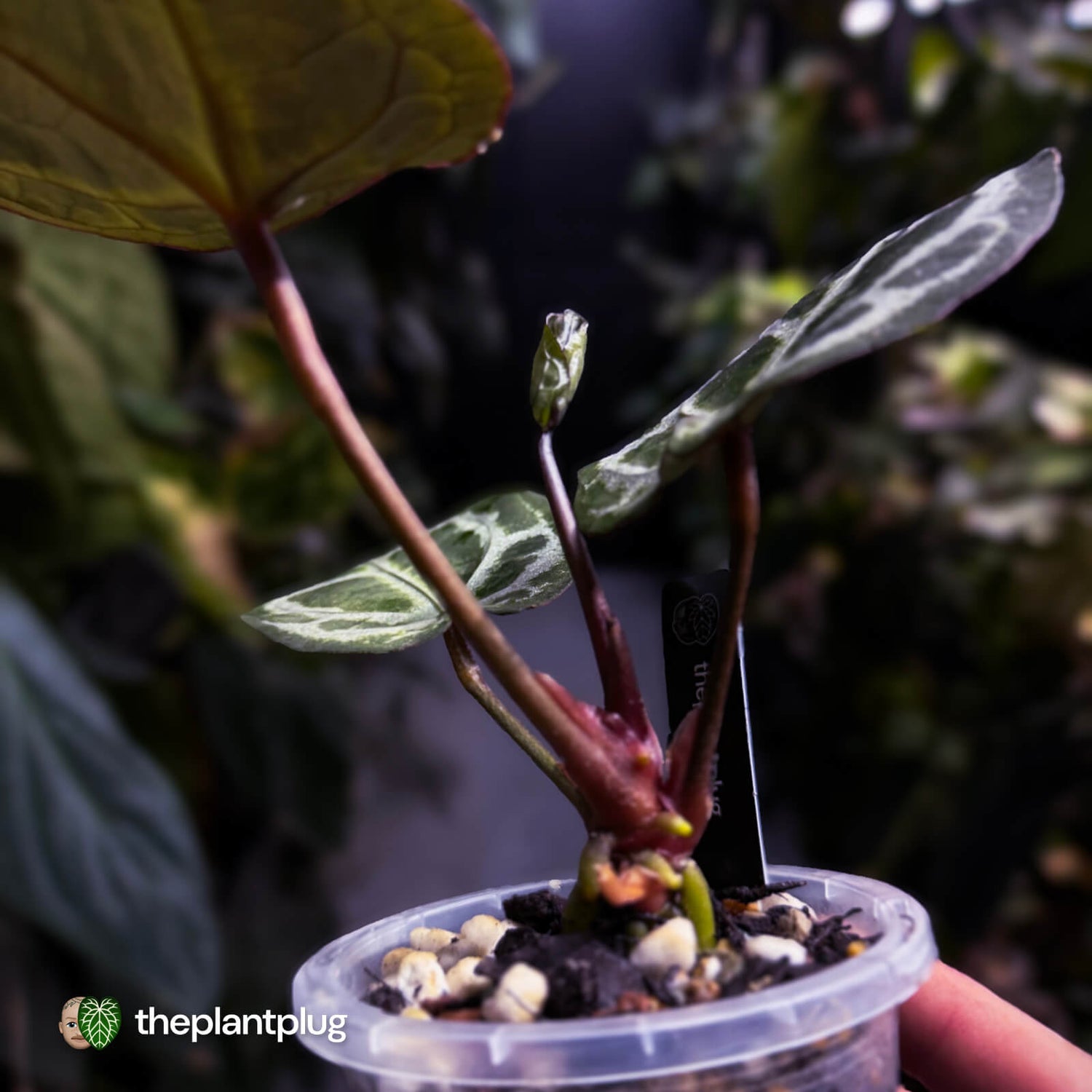 Anthurium 'SKG Purple' x ('Pink Lemonade' x 'Red Crystal') 💜