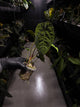 Anthurium #Moloch