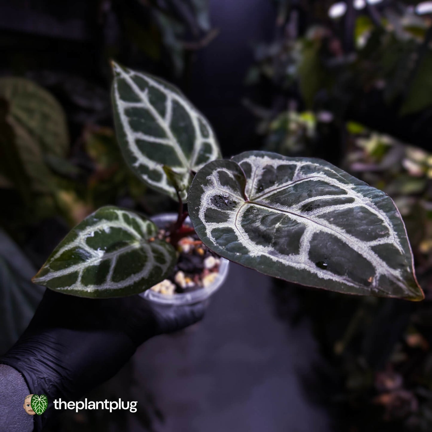 Anthurium 'SKG Purple' x ('Pink Lemonade' x 'Red Crystal') 💜