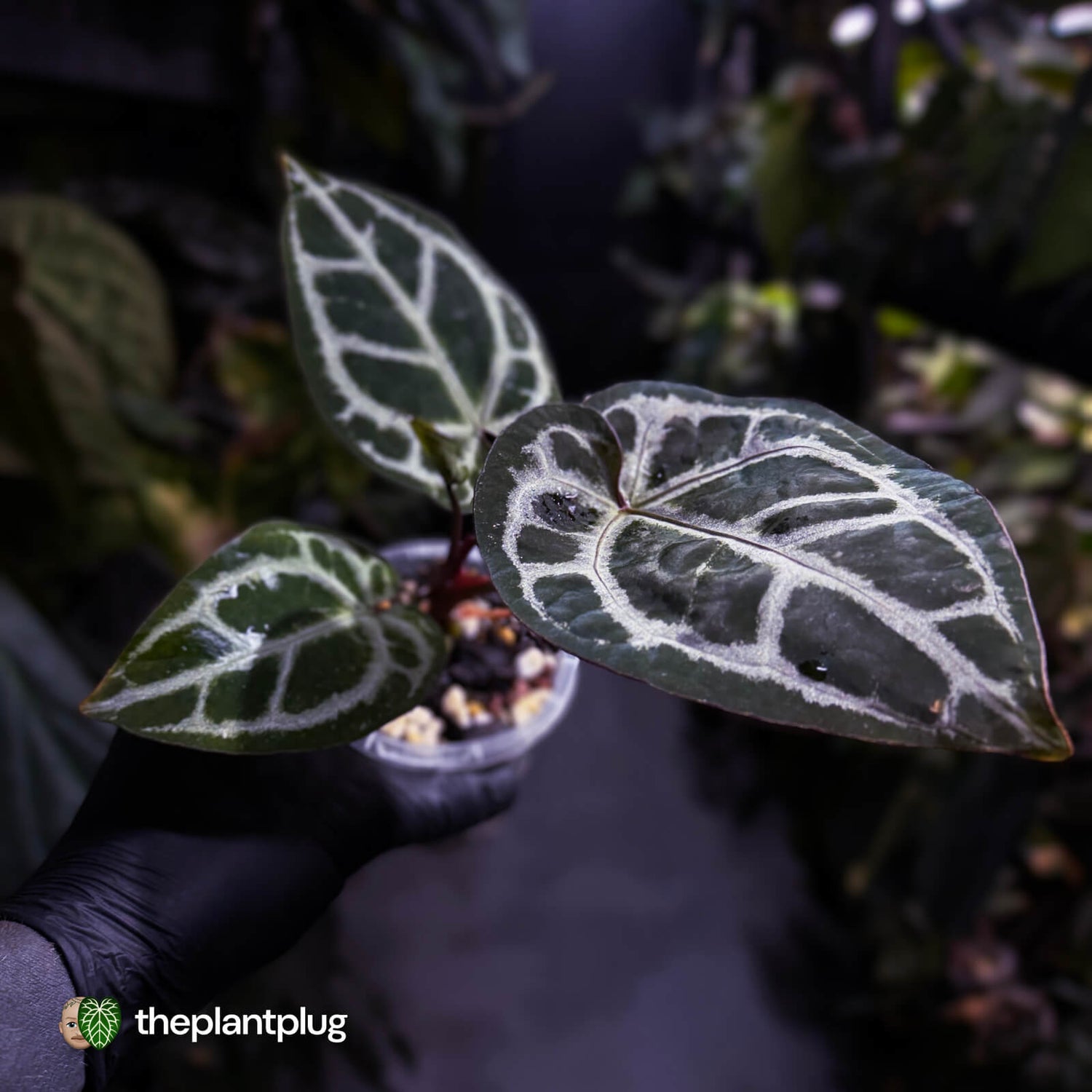 Anthurium 'SKG Purple' x ('Pink Lemonade' x 'Red Crystal') 💜