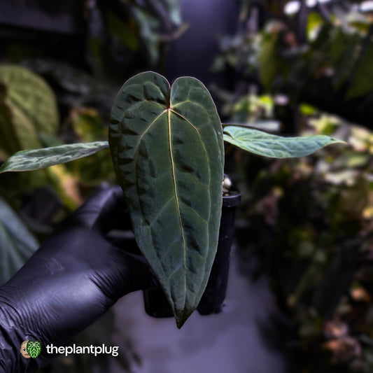Anthurium 'Michelle' x (carlablackiae x antolakii) 🎇