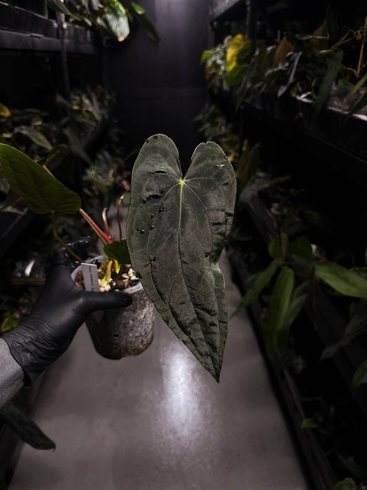 Anthurium #TwinPhoenix f2