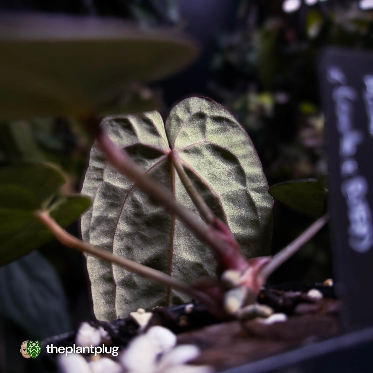 Anthurium 'Michelle' x (carlablackiae x antolakii) 🎇