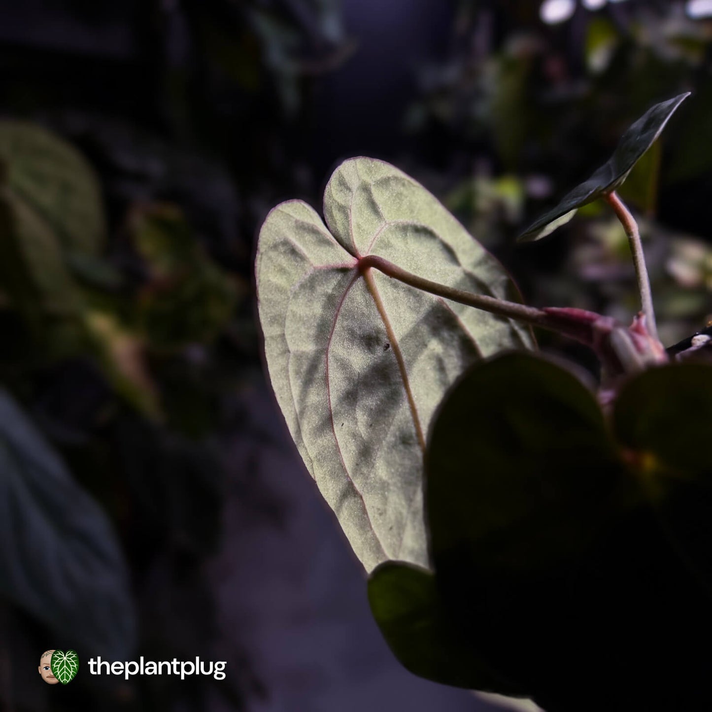 Anthurium 'Michelle' x (carlablackiae x antolakii) 🎇