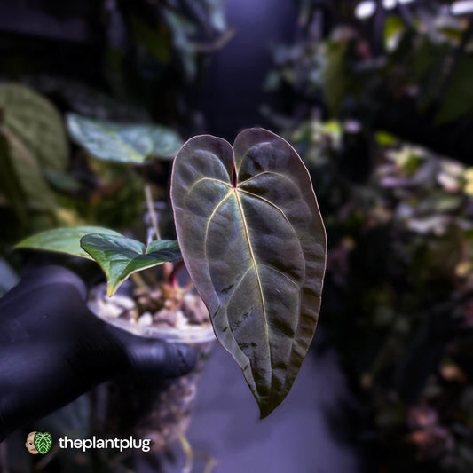 Anthurium #PurplePeopleEater 👾