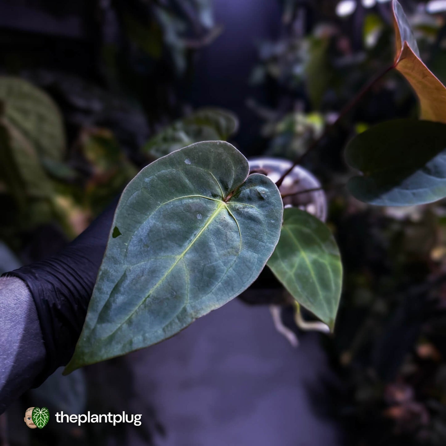 Anthurium #PurplePeopleEater 👾